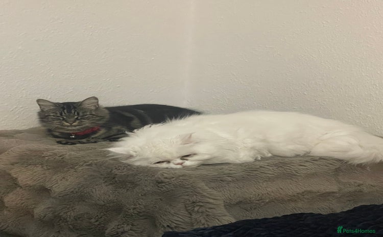 Mixed Breed cats - Advert 3