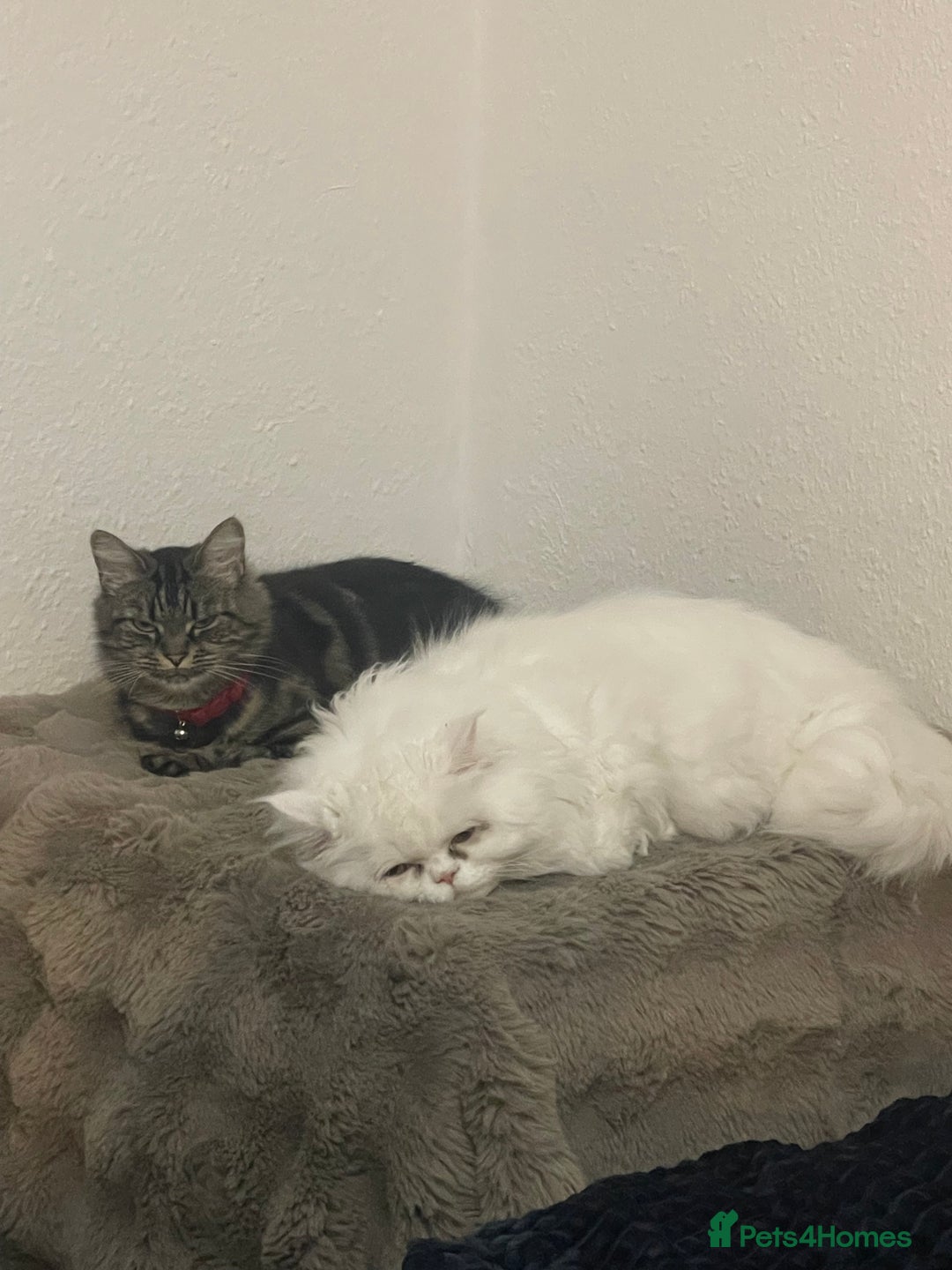 Mixed Breed cats for sale: Cute kittens for sale  - Image 1