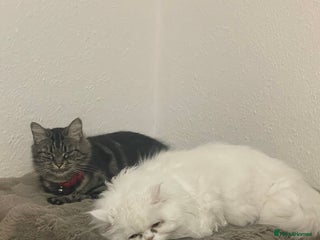 Mixed Breed cats for sale - Advert 1