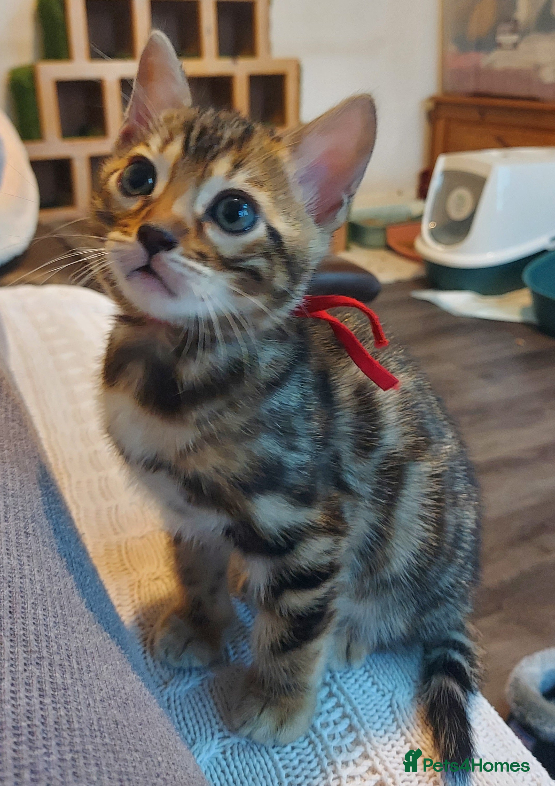 Bengal cats for sale: Pedigree Brown Rosetted Bengal Kittens - Advert 2