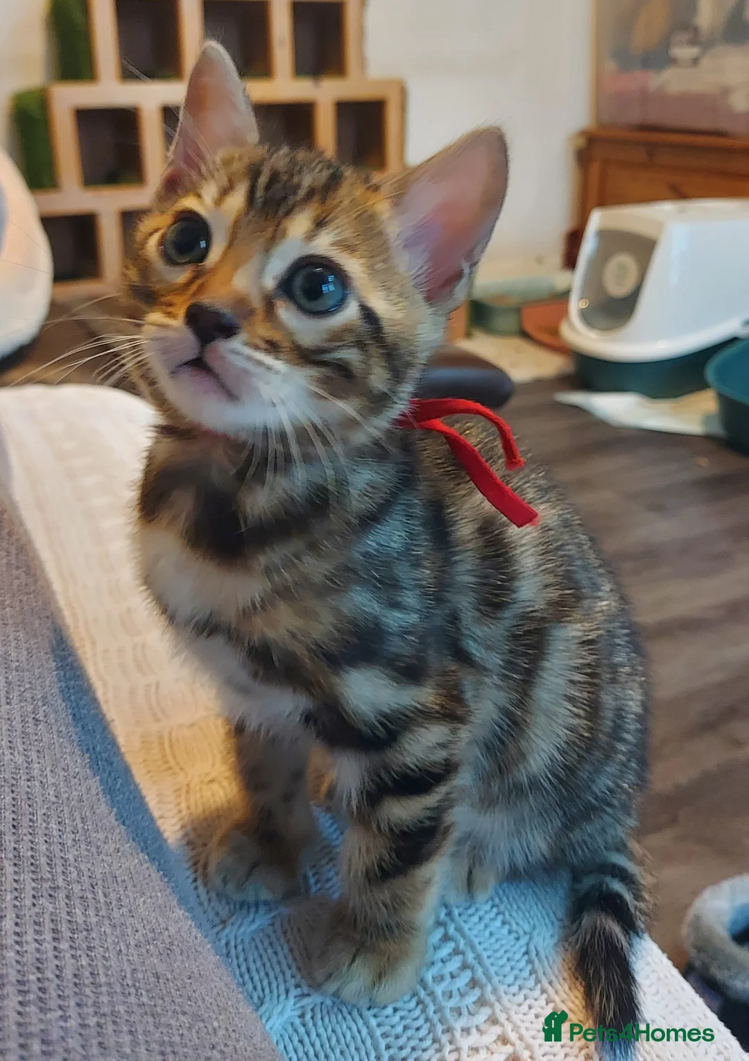 Bengal cats for sale: Pedigree Brown Rosetted Bengal Kittens - Advert 2