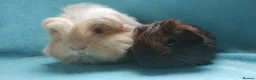 Guinea Pig rodents for sale: Beautiful pair of boys ready now  - Advert 2