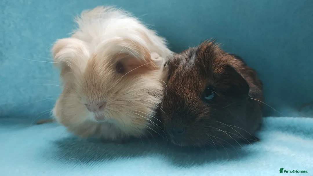 Guinea Pig rodents for sale: Beautiful pair of boys ready now  - Advert 2