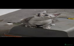 British Shorthair cats for sale: ✨️Exquisite British Shorthair (mother) ✨️ - Image 4