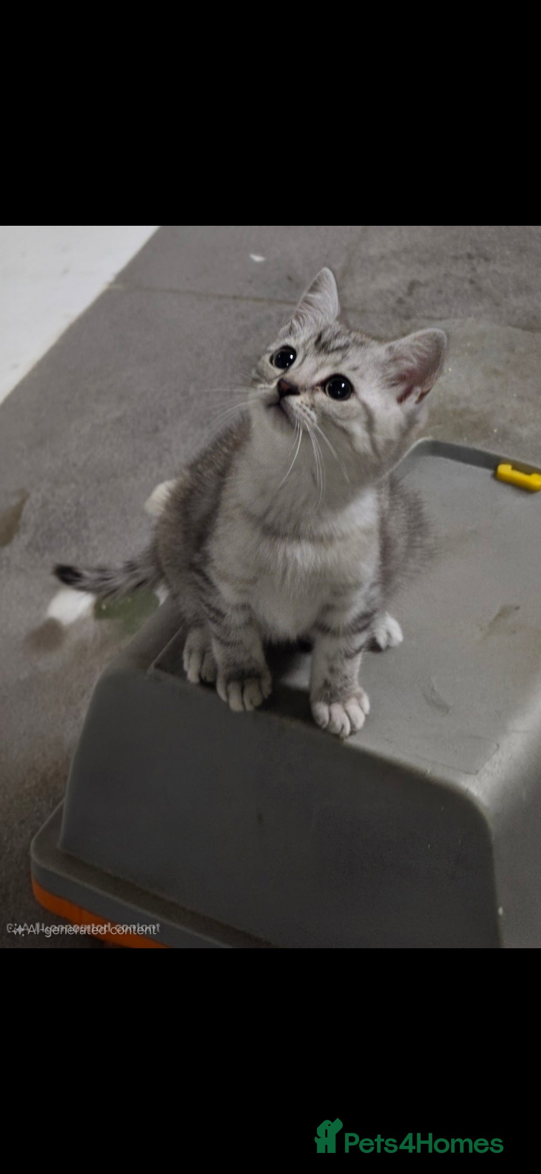 British Shorthair cats for sale: ✨️Exquisite British Shorthair (mother) ✨️ - Image 4
