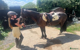 Welsh Section D horses for sale: Welsh section D gelding STAR for sale bay 13.2h - Image 5