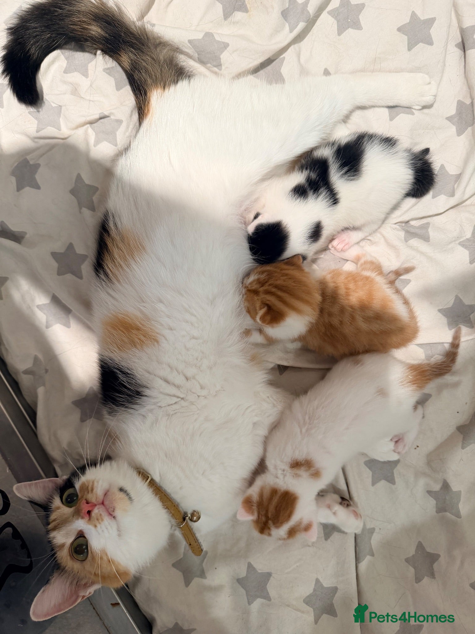 Mixed Breed cats Family home raised kittens  - Advert 2