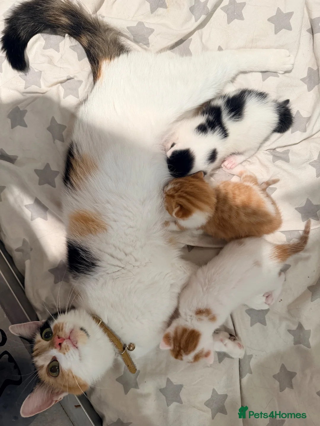 Mixed Breed cats for sale: Family home raised kittens  - Advert 1