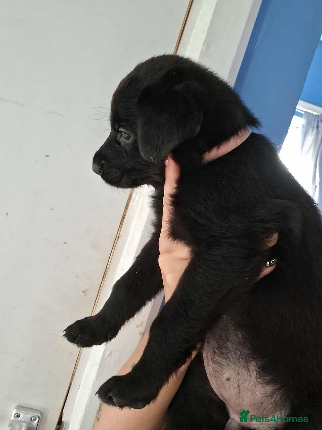 Mixed Breed dogs for sale: Rottie/German shepherd/Belgian malinonis - Image 12