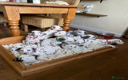 Dalmatian dogs for sale: Top quality show type Dalmatian pups 🐶  - Image 9