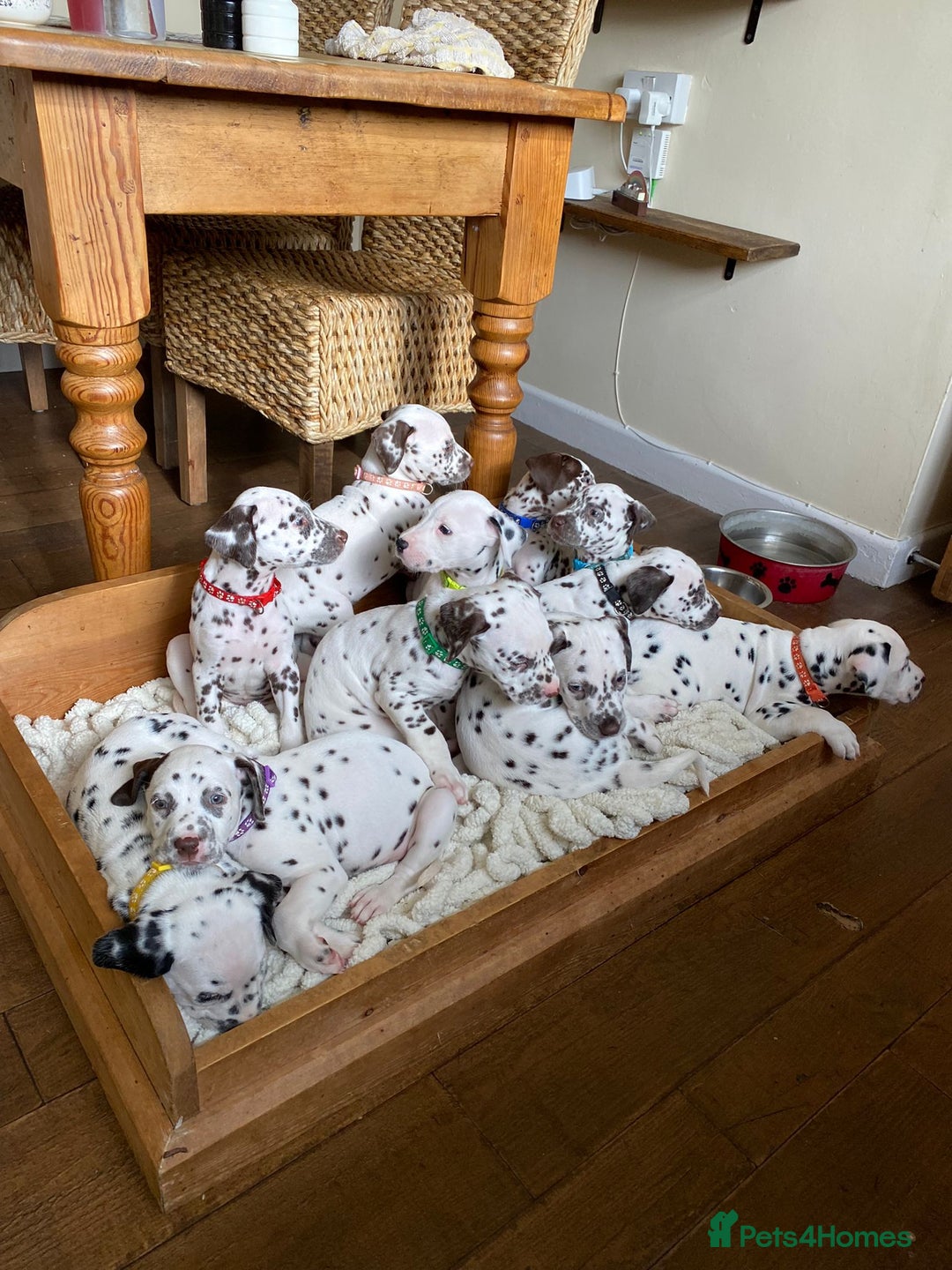 Dalmatian dogs for sale: Top quality show type Dalmatian pups 🐶  - Image 9