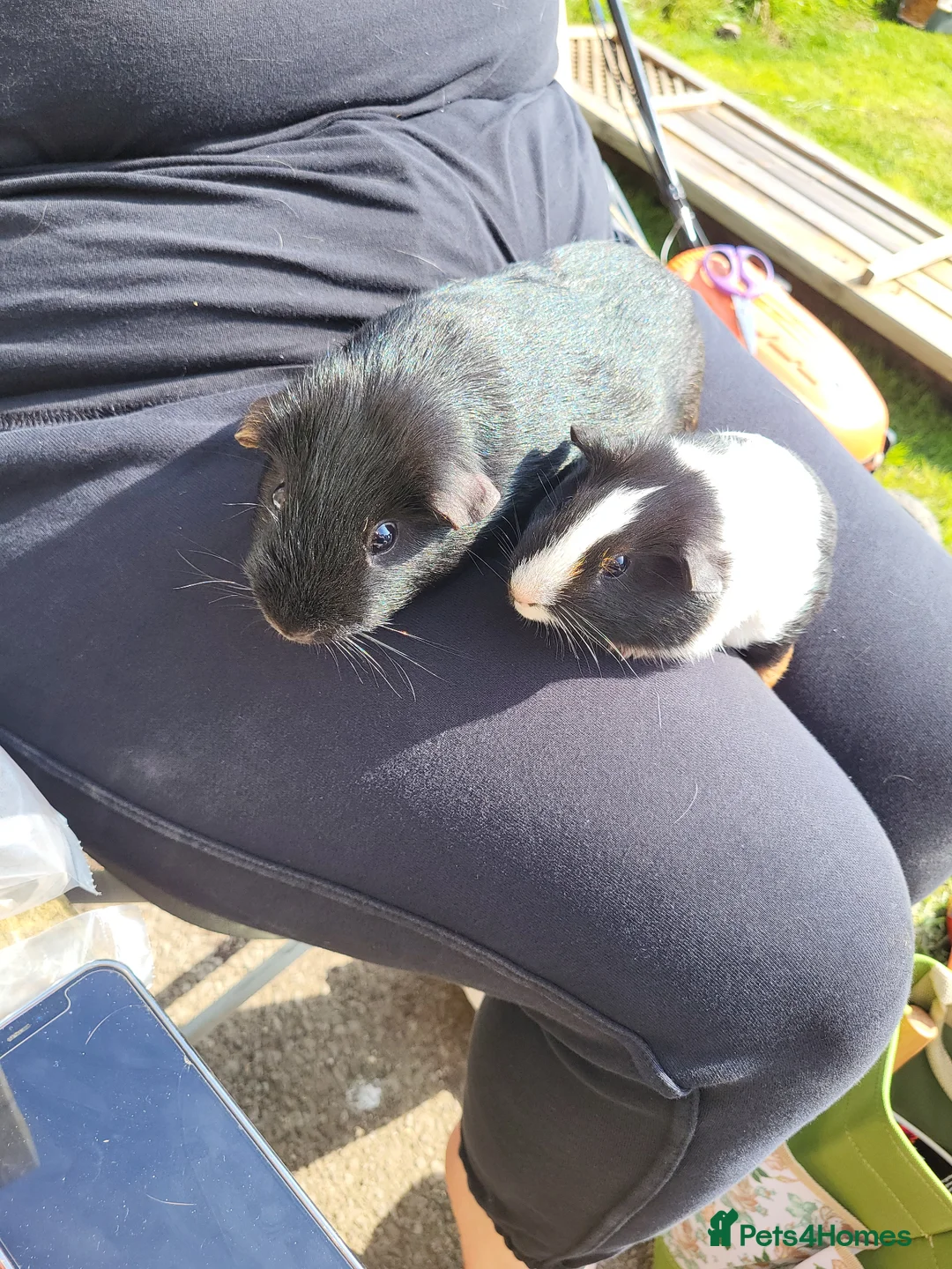 Guinea Pig rodents for sale: Male Guinea pigs for sale  - Advert 2
