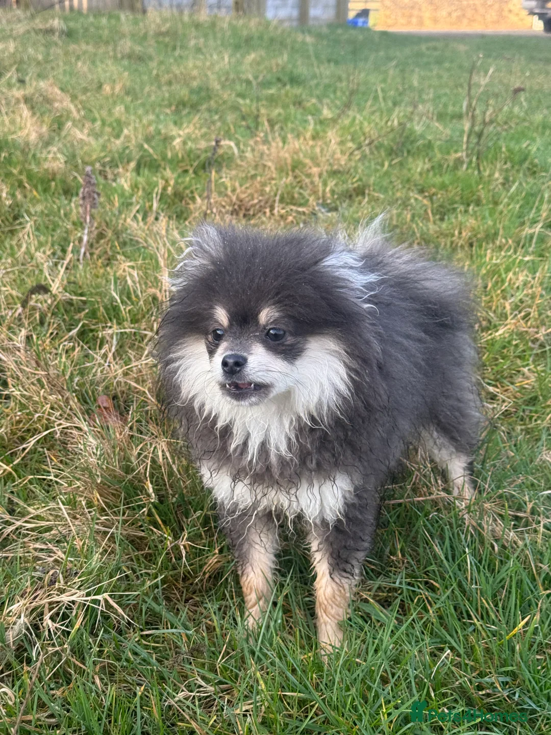 Pomeranian dogs for stud: Stunning KC Reg blue and tan Pom at Stud  in Ripon - Advert 8