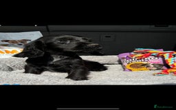 Cocker Spaniel dogs for sale: Cocker Spaniel Puppies  - Image 9