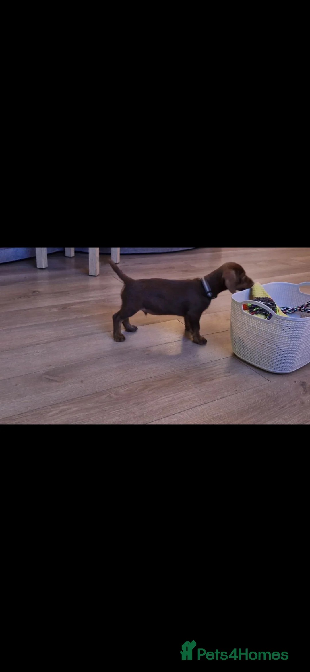Dachshund dogs for sale: Dachshund  - Advert 3