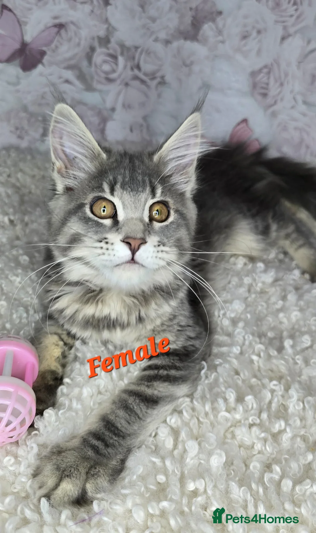 Maine Coon cats for sale: TICA MAINE COON CUBS - Advert 8