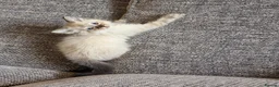 Ragdoll cats for sale: Beautiful ragdoll kittens  - Advert 2