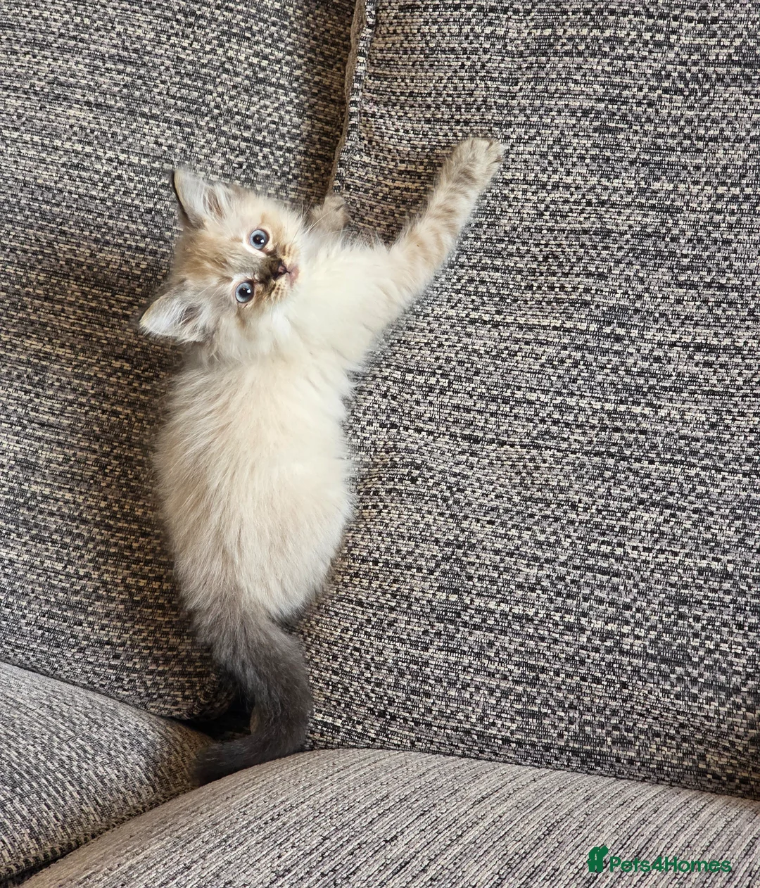 Ragdoll cats for sale: Beautiful ragdoll kittens  - Advert 2