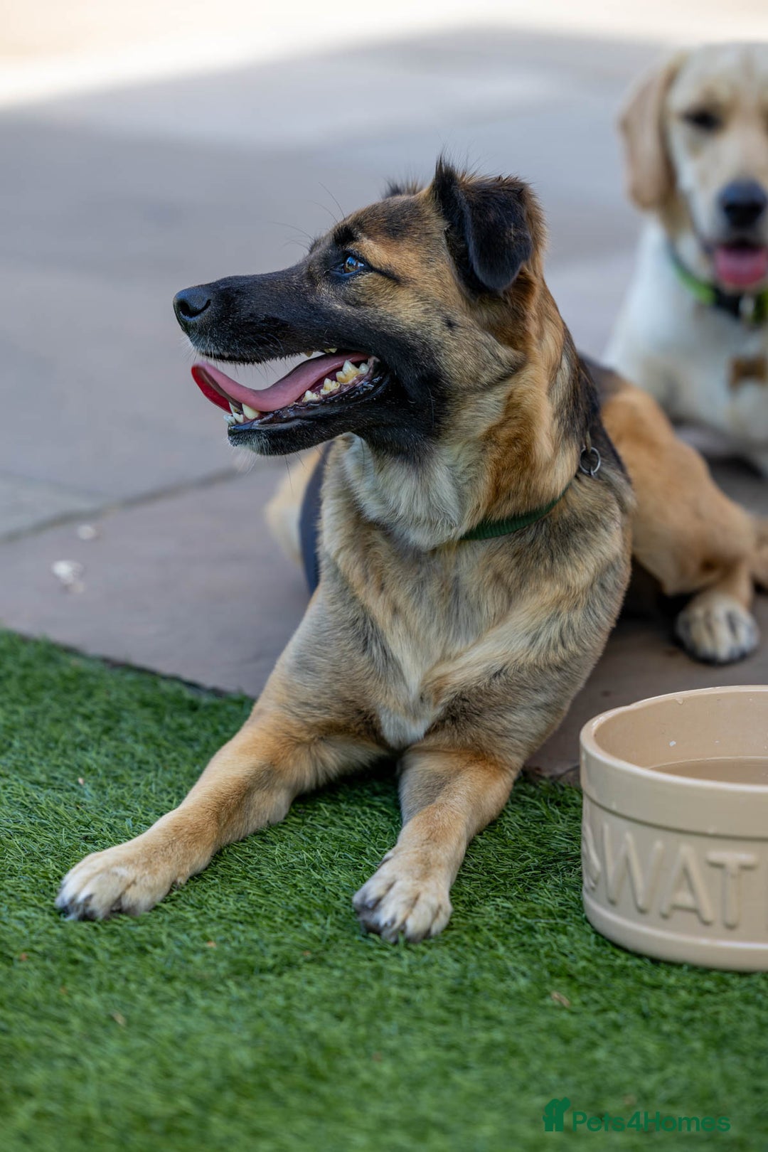 Mixed Breed dogs for adoption: Super Shelby - Image 28