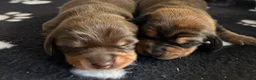 Miniature Dachshund dogs for sale: Miniature long haired dachshunds in Blackpool - Advert 33