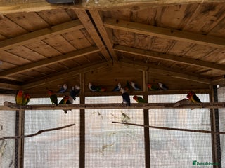 Lovebirds birds Lovebirds for sale - Advert 2