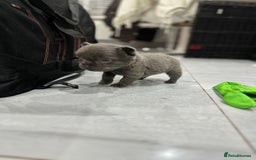 French Bulldog dogs for sale: Beautiful French bulldogs  - Advert 18