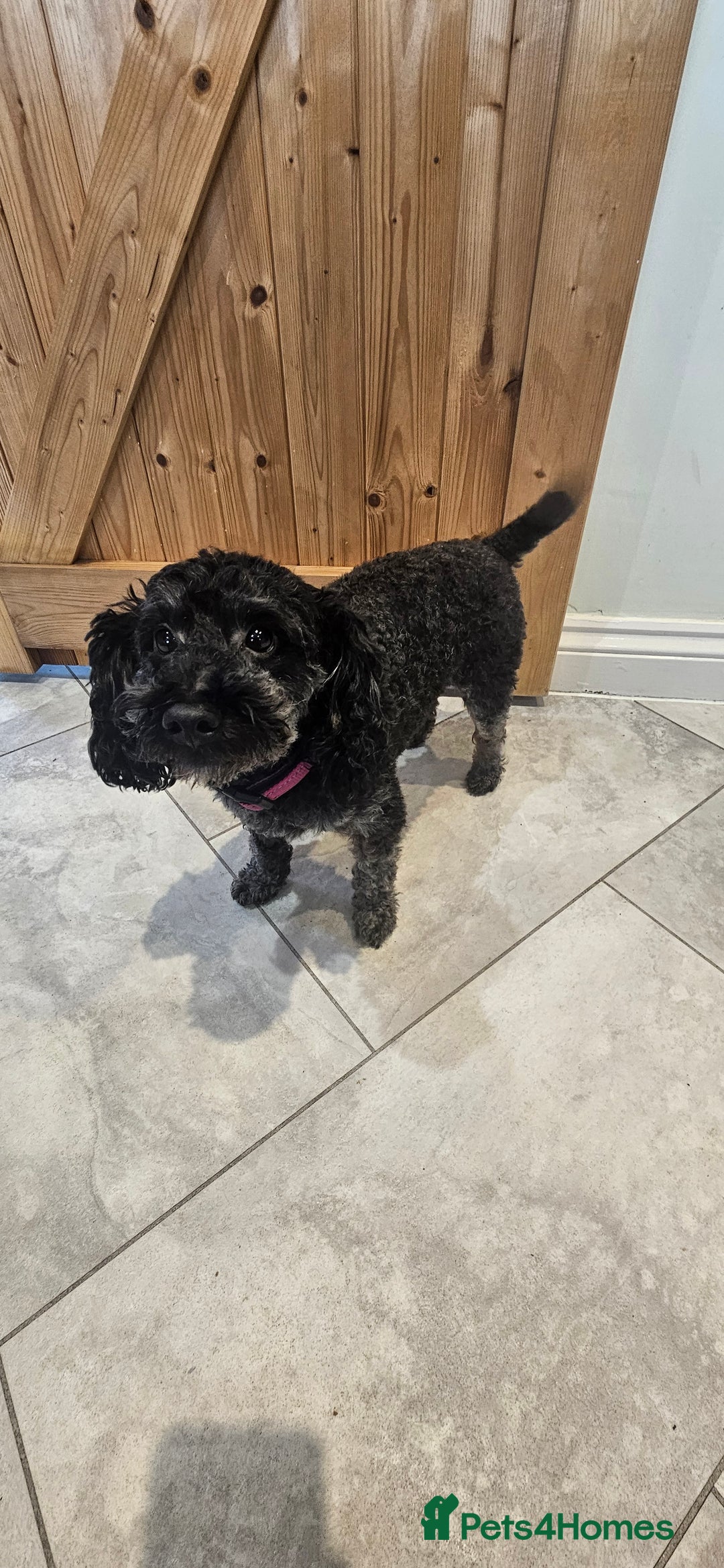 Toy Poodle dogs for sale: Beautiful Toy Poodle Puppies - Advert 29