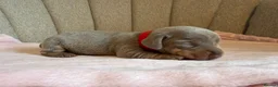 Miniature Dachshund dogs for sale: Beautiful KC Puppies - Advert 25
