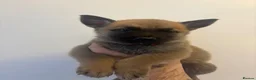 Mixed Breed dogs for sale: German Shepard X Belgian Malinois in Sunderland - Advert 6