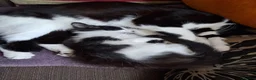 Mixed Breed cats for adoption: Rescue mum and 3 month kitten bonded pair - Advert 1