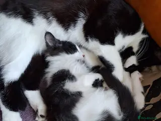 Mixed Breed cats Rescue mum and 3 month kitten bonded pair - Advert 7
