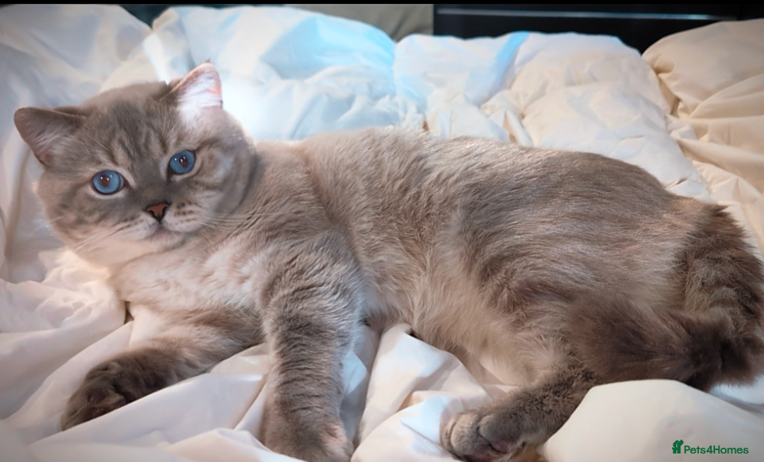 British Shorthair cats for stud: 🏆GCCF & TICA reg🪩BSH COLORPOINT🟥STUD - Advert 13