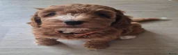 Cockapoo dogs for sale: PREGNANCY CONFIRMED - F1 COCKAPOOS - Advert 9