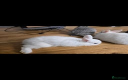 Netherland Dwarf rabbits for sale: ADORABLE NETHERLANDS DWARF RABBIT FOR SALE - Image 3