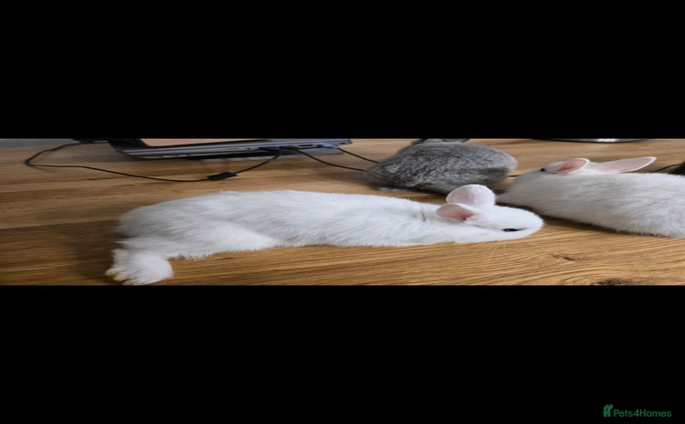 Netherland Dwarf rabbits - Advert 10