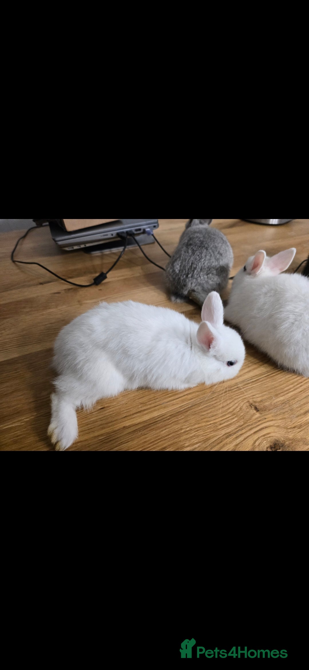 Netherland Dwarf rabbits for sale: ADORABLE NETHERLANDS DWARF RABBIT FOR SALE - Image 3