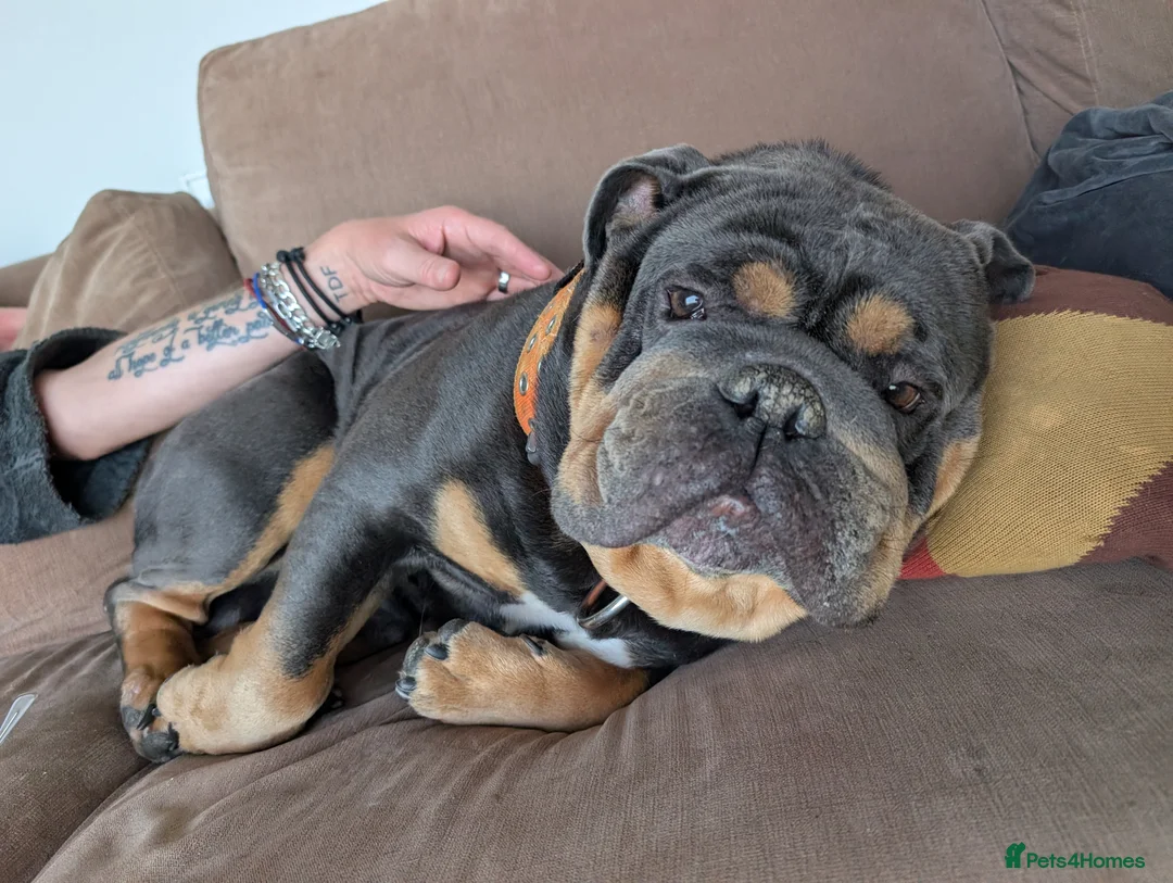 English Bulldog dogs for stud: Dave the rave for stud  - Advert 5