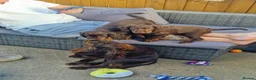 Cocker Spaniel dogs for sale: Working Cocker Spaniel  in Telford - Advert 2