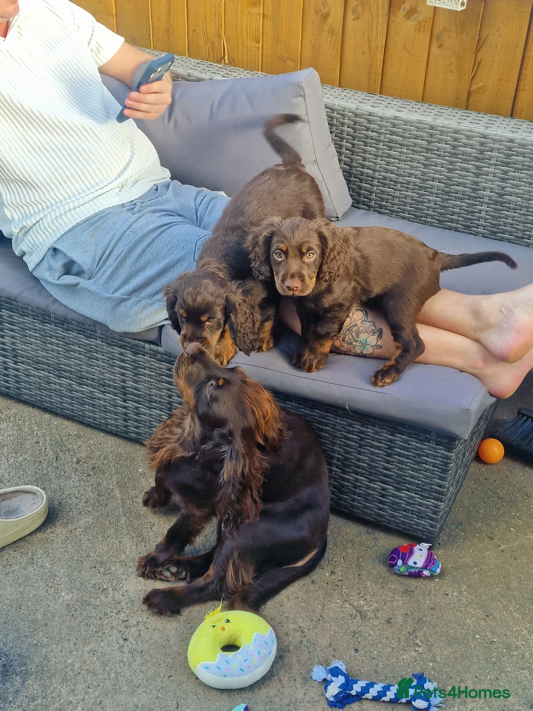 Cocker Spaniel dogs for sale: Working Cocker Spaniel  in Telford - Advert 2