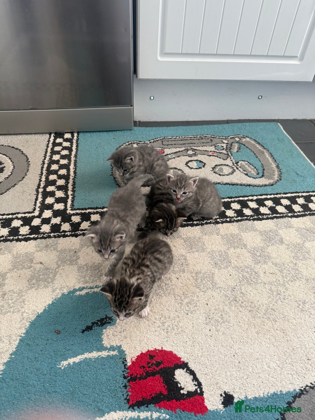 European cats for sale: Kittens for sale - Image 17