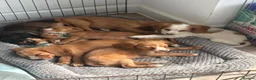 Cocker Spaniel dogs for sale: Outstanding cocker spaniel puppies - Advert 4