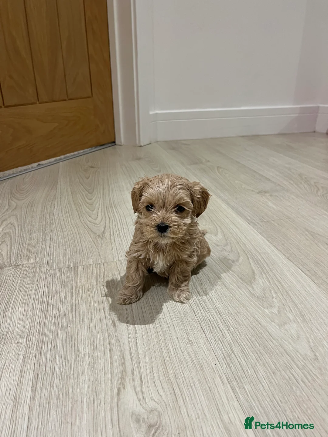 Maltipoo dogs for sale: Gorgeous Maltipoo Pups looking for their new home  - Advert 9