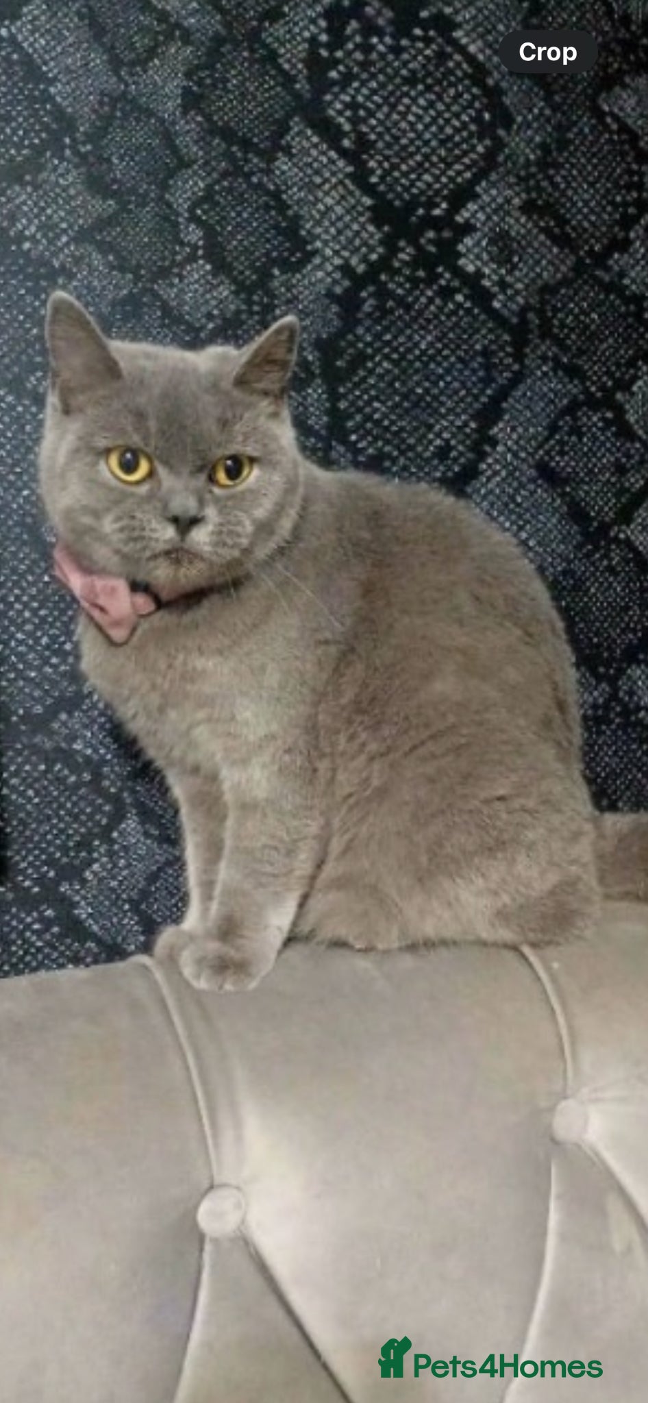 British Shorthair cats Blue British shorthair female 5 years old  - Advert 5