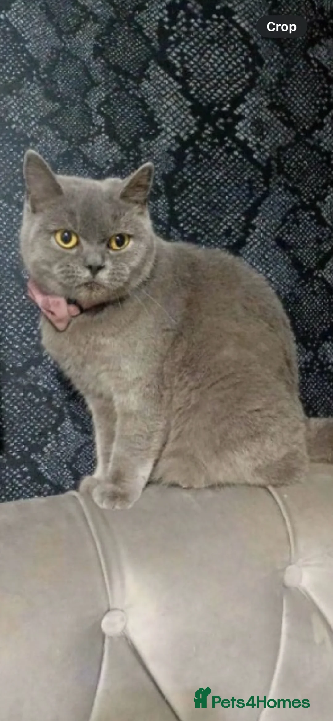 British Shorthair cats for sale: Blue British shorthair female 5 years old  - Advert 1