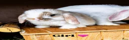 Mini Lop rabbits for sale: 2 female Minnie lop 🩷 - Advert 2