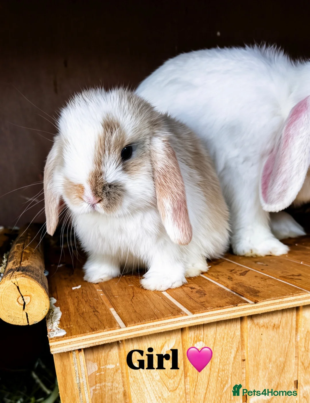 Mini Lop rabbits for sale: 2 female Minnie lop 🩷 - Advert 2