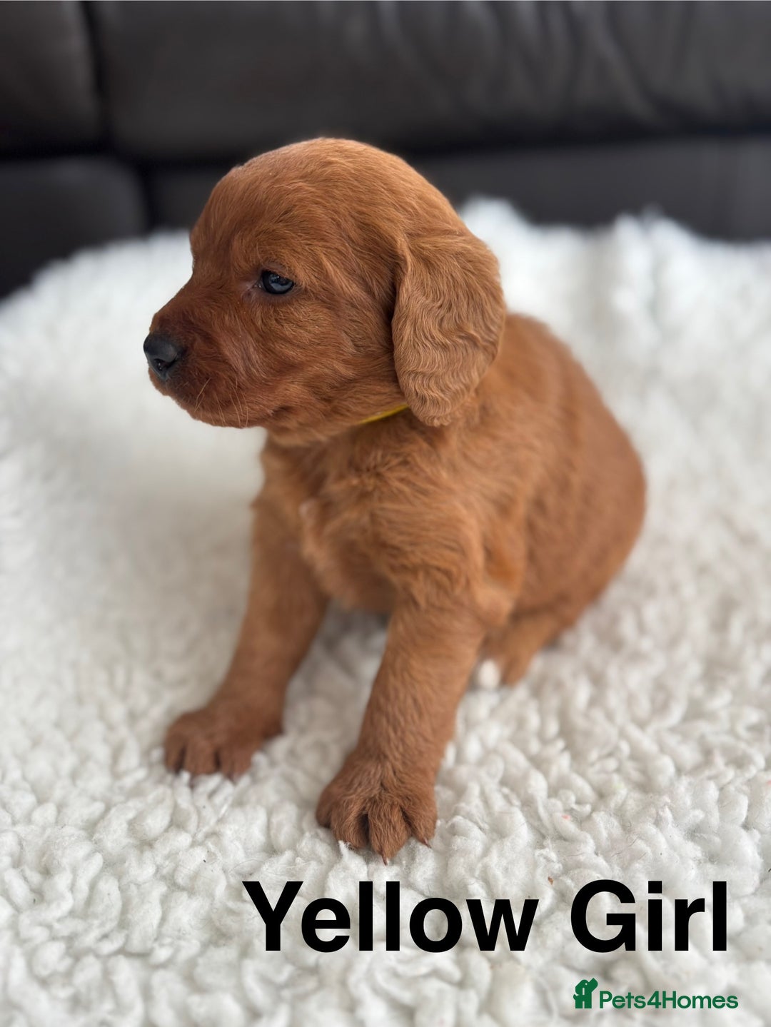 Labradoodle dogs for sale: F1 Labradoodle Puppies - Advert 16