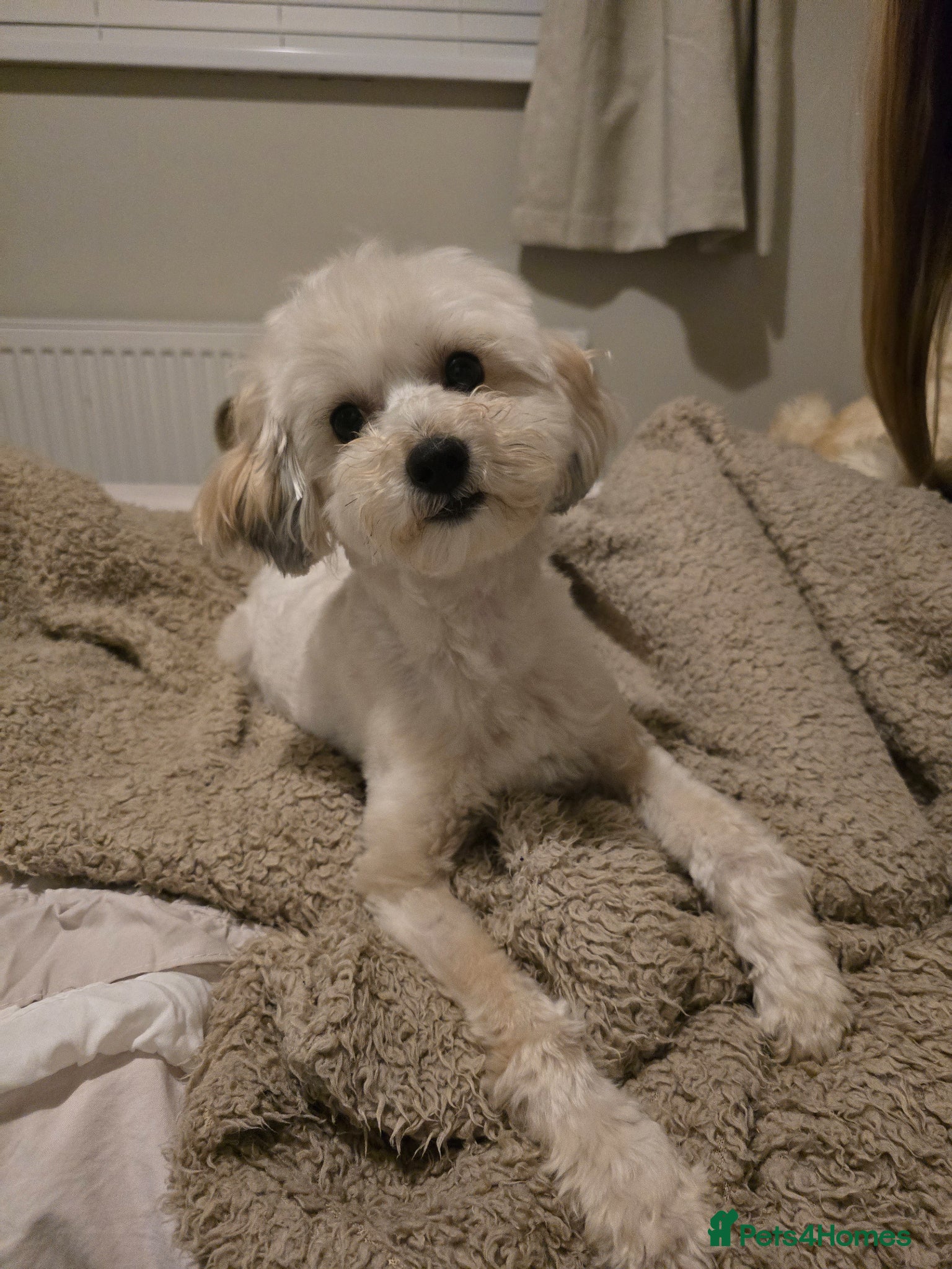 Maltipoo dogs for sale: Roxy  in Chester-le-Street - Advert 1
