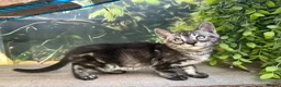Bengal cats for sale: Stunning full marbled Bengal - Advert 28