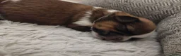 Shih Tzu dogs for sale: ⭐Beautiful colour Shih Tzu Puppies⭐ - Advert 10